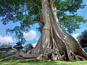 Intip Lokasi Wisata Swafoto dan Meditasi Kayu Putih Bayan di Bali Intip Lokasi Wisata Swafoto dan Meditasi Kayu Putih Bayan di Bali