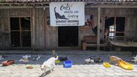 Menengok Rumah Sahabat Kocheng, Shelter Penyelamat Kucing Liar di Kulon Progo