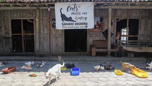Menengok Rumah Sahabat Kocheng, Shelter Penyelamat Kucing Liar di Kulon Progo