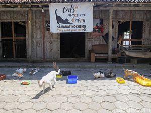 Menengok Rumah Sahabat Kocheng, Shelter Penyelamat Kucing Liar di Kulon Progo