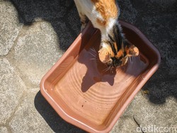 UnpadSF Sebut Kasus Penembakan Kucing di Sesko TNI Brutal dan Barbar