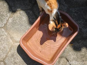 UnpadSF Sebut Kasus Penembakan Kucing di Sesko TNI Brutal dan Barbar UnpadSF Sebut Kasus Penembakan Kucing di Sesko TNI Brutal dan Barbar