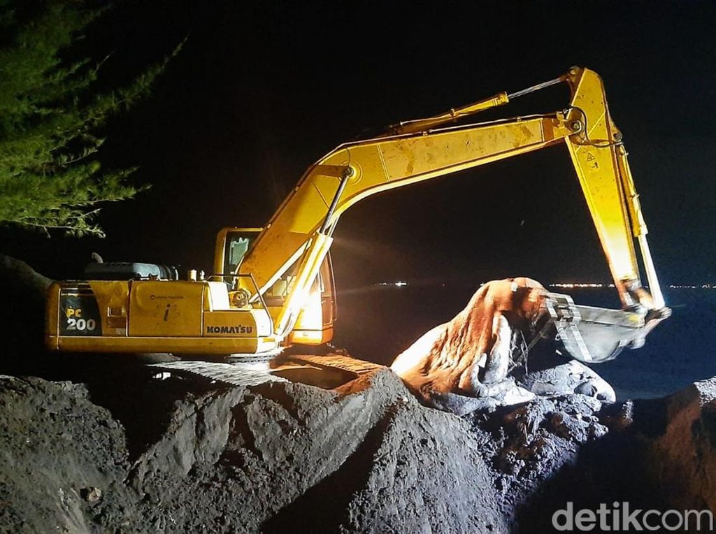 Bangkai Paus yang Terdampar di Banyuwangi Dikubur Bangkai Paus yang Terdampar di Banyuwangi Dikubur
