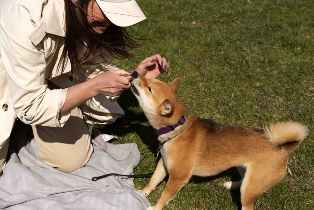 Bermain bersama hewan peliharaan/ Foto: freepik/ freepik Bermain bersama hewan