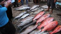 Tangkapan Nelayan Turun, Harga Ikan Naik