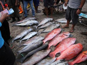 Tangkapan Nelayan Turun, Harga Ikan Naik