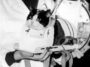 Kisah 10 Hewan yang Pernah Terbang ke Luar Angkasa