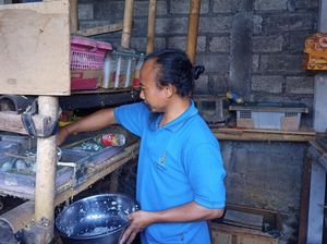 Bisnis Tikus Putih, Pria di Karangasem Raup Cuan Jutaan Rupiah Bisnis Tikus Putih, Pria di Karangasem Raup Cuan Jutaan Rupiah