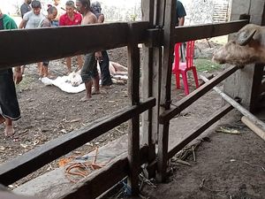 Lagi! Kebo Bule Keraton Solo Mati Kena PMK Lagi! Kebo Bule Keraton Solo Mati Kena PMK