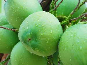 Alasan Air Kelapa Thailand Paling Enak hingga Penjual Takoyaki Keren Alasan Air Kelapa Thailand Paling Enak hingga Penjual Takoyaki Keren