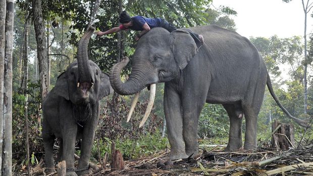 Seorang mahout (pawang) bermain dengan dua gajah Sumatera (Elephas maximus sumatranus) jinak di Pusat Informasi Konservasi Gajah (PIKG) Tebo, Muara Sekalo, Sumay, Jambi, Sabtu (6/8/2022). PIKG yang berada di Kawasan Ekosistem Esensial (KEE) Bentang Alam Bukit Tigapuluh saat ini memiliki lima gajah Sumatera jinak yang didatangkan dari Lampung dan Sumatera Selatan guna pencegahan konflik dan medium edukasi di kawasan itu. ANTARA FOTO/Wahdi Septiawan/nz.