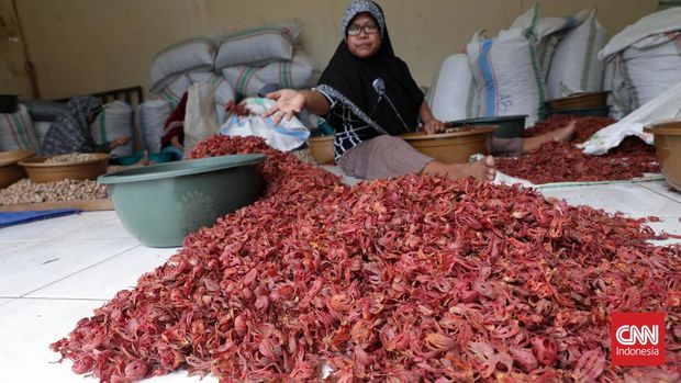 Warga memilah  fuli (bunga pala) sesuai kualitas dan grade di gudang pengepul pala Banda Neira, Maluku Tengah, Maluku. CNN Indnesia/Safir Makki