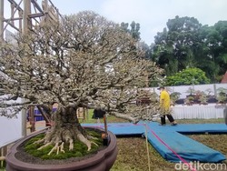 Penampakan Bonsai Phusu yang Tak Dijual Meski Ditawar Rp 800 Juta