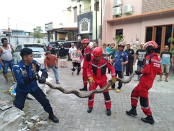 Geger Ular Piton 6 Meter di Makassar Tiba-tiba Muncul dari Tumpukan Sampah