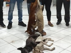 Pencuri Anjing di Sulut Diamuk Warga, Pelakunya Remaja