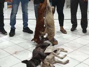 Pencuri Anjing di Sulut Diamuk Warga, Pelakunya Remaja Pencuri Anjing di Sulut Diamuk Warga, Pelakunya Remaja