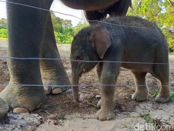 Bayi Gajah Sumatera Pertama yang Lahir di Lembaga Konservasi Lampung