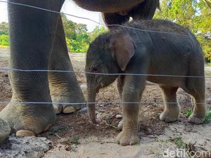 Bayi Gajah Sumatera Pertama yang Lahir di Lembaga Konservasi Lampung Bayi Gajah Sumatera Pertama yang Lahir di Lembaga Konservasi Lampung