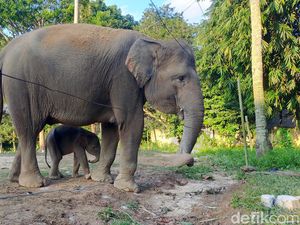 Bayi Gajah Sumatera Lahir di Lembaga Konservasi Bandar Lampung