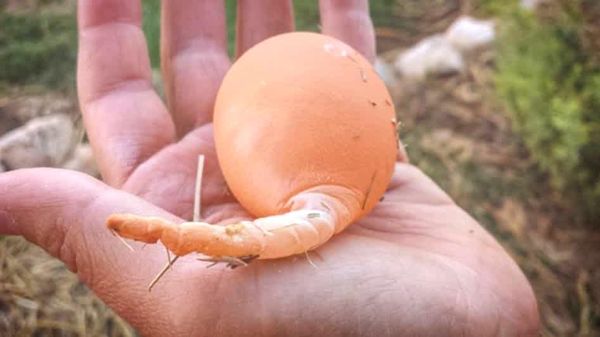 Aneh! 10 Telur dengan Bentuk Tak Lazim Ini Pernah Ditemukan di Dunia