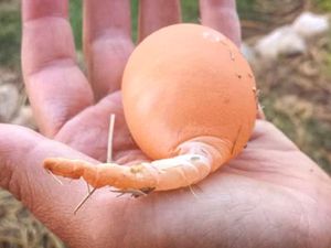 Aneh! 10 Telur dengan Bentuk Tak Lazim Ini Pernah Ditemukan di Dunia