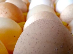 Waduh! Harga Selusin Telur di Sini Hampir Rp 50.000