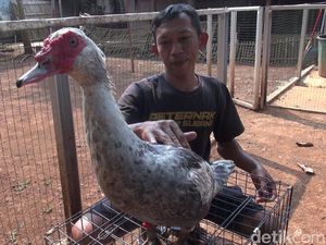 Budi Daya Entok Hias, Jarang Dilirik Padahal Cuannya Serius!