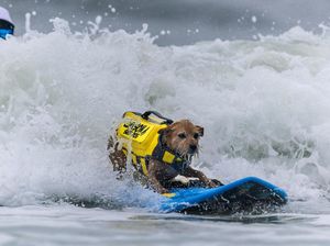 10 Jenis Anjing yang Biasa Ditemui, Lucu dan Menggemaskan!