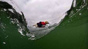 Aksi Seru Anjing-anjing yang Jago Surfing, Kamu Pasti Kalah