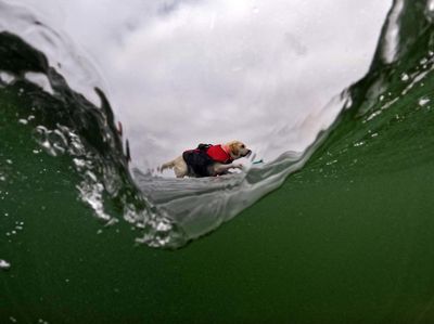 Aksi Seru Anjing-anjing yang Jago Surfing, Kamu Pasti Kalah