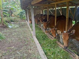 Senator Australia Hina Bali Banyak Kotoran Sapi, Distan Ungkap Faktanya