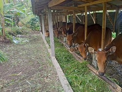 Senator Australia Hina Bali Banyak Kotoran Sapi, Distan Ungkap Faktanya