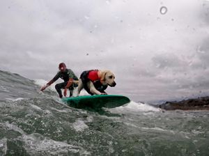 Potret Anjing-anjing Peselancar di Kejuaraan Dunia, Lucu Banget