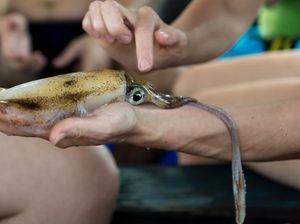 Apakah Tinta Cumi Tergolong Najis dan Haram Dikonsumsi? Ini Faktanya