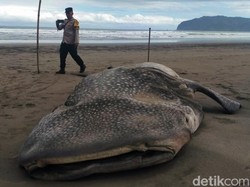 Dugaan Matinya Hiu Paus yang Terdampar di Pantai Ngagelan Banyuwangi
