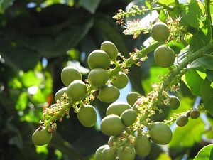 Jarang Orang Tahu, Ini 6 Buah Khas Hutan Indonesia Jarang Orang Tahu, Ini 6 Buah Khas Hutan Indonesia