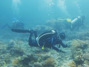 Penundaan Tarif Baru TN Komodo Tetap Merugikan Pelaku Wisata Penundaan Tarif Baru TN Komodo Tetap Merugikan Pelaku Wisata