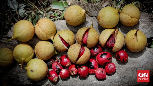 Perkebunan buah pala milik Pongky Van Den Broeke di Banda Besar, Banda Neira, Maluku, Juli 2022. Puncak musim panen buah pala adalah bulan Oktober. CNN Indonesia/Safir Makki