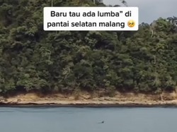 Heboh! Viral Lumba-lumba Muncul di Pantai Tiga Warna Malang