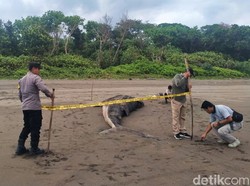 Bangkai Hiu Paus di Pantai Ngagelan Banyuwangi Di-police Line