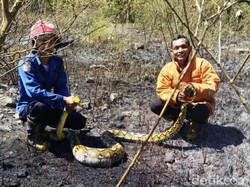 Piton 3,5 Meter Tiba-tiba Muncul Saat Petugas PMK Gresik Padamkan Ilalang