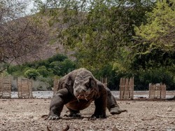 Kisah Bocah Tewas Diterkam Komodo Saat Buang Hajat di Lapangan Bola