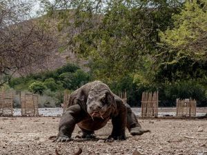 Kisah Bocah Tewas Diterkam Komodo Saat Buang Hajat di Lapangan Bola Kisah Bocah Tewas Diterkam Komodo Saat Buang Hajat di Lapangan Bola