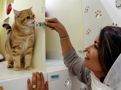 Daftar Hak dan Kewajiban Terhadap Hewan Peliharaan, Catat Ya!