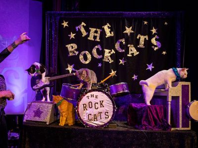 Unik, Saat Kucing Menggelar Tur dan Konser, Semua Berdecak Kagum