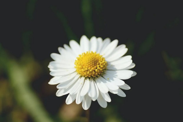 Bunga daisy adalah bunga kelahiran April