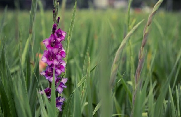 bunga kelahiran Agustus adalah Gladiol.