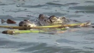 Tragis! Kakek Usia 80 Tahun Tewas Diterkam Buaya di Sungai Lampung