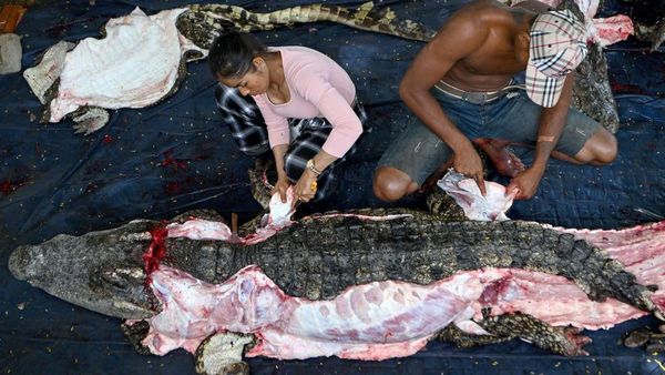 Begini Kesibukan Rumah Potong Buaya di Kamboja