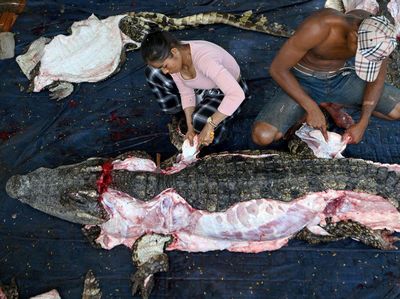 Begini Kesibukan Rumah Potong Buaya di Kamboja